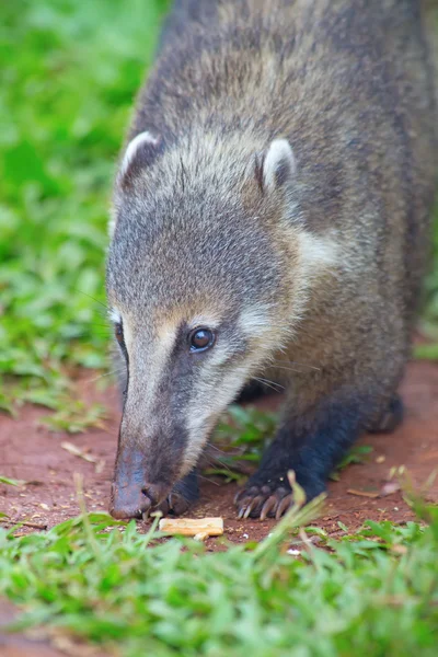 Cute animal in the nature — Stock Photo, Image