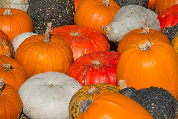 Colección Calabazas Coloridas Mercado Otoñal — Foto de Stock