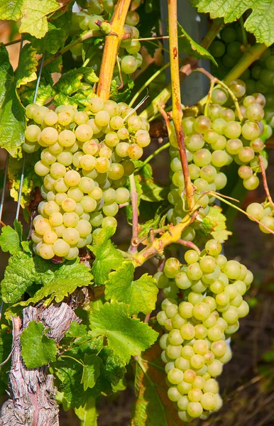 Lavaux régió központja Svájcban szőlő termelésének — Stock Fotó