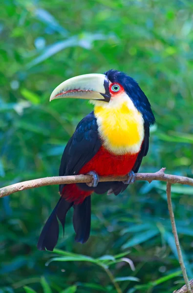 Jonge groene gefactureerd tucan in de volière — Stockfoto