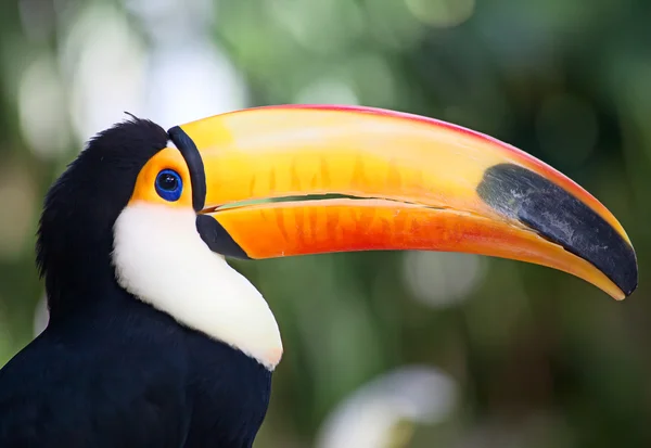 Colorido tucán en el aviario — Foto de Stock