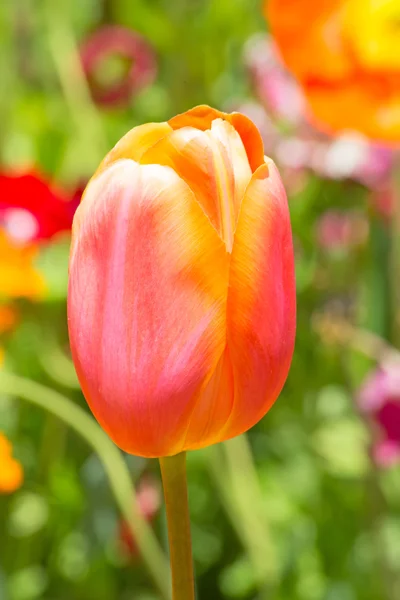 Letní květiny na zahradě — Stock fotografie