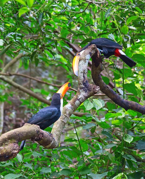 Színes tucan a madárházban. — Stock Fotó