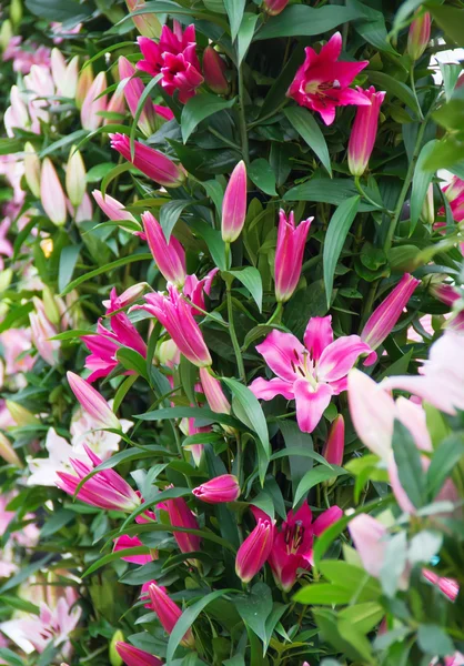 Flores de verano en el jardín —  Fotos de Stock