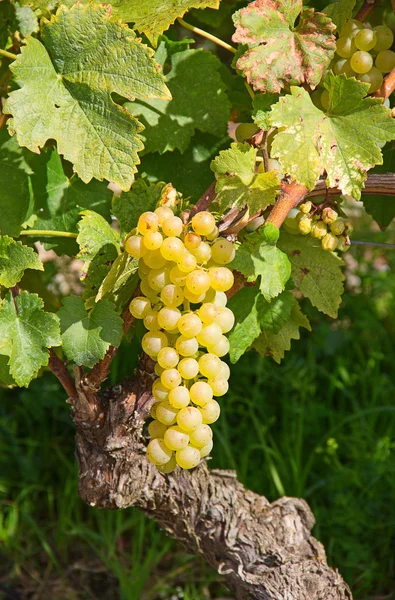 Lavaux régió közepén a szőlő termelési, Svájc — Stock Fotó