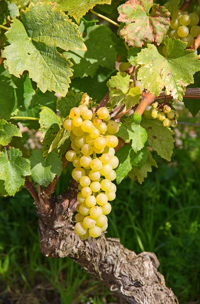 Lavaux περιοχή κέντρο της αμπέλου παραγωγής στην Ελβετία — Φωτογραφία Αρχείου