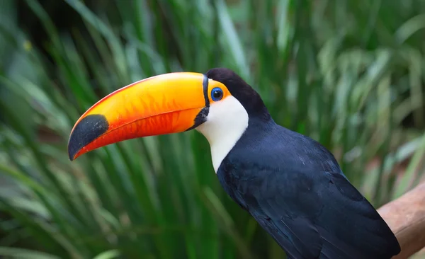 Színes tucan a madárházban. — Stock Fotó