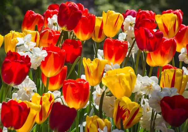 Summer flowers in the garden — Stock Photo, Image