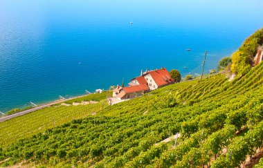 Asma üretim İsviçre Lavaux Bölge Merkezi
