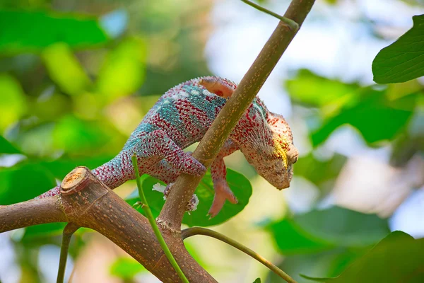 Lindo animal en el zoológico —  Fotos de Stock