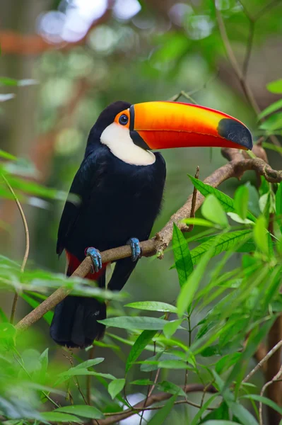 Kleurrijke tucan in de volière — Stockfoto