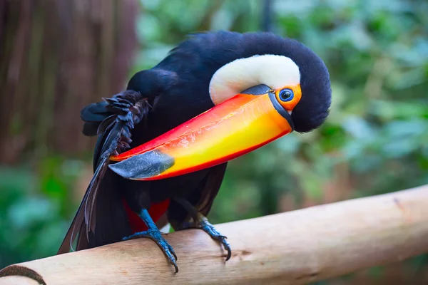 Colorful tucan in the aviary — Stock Photo, Image