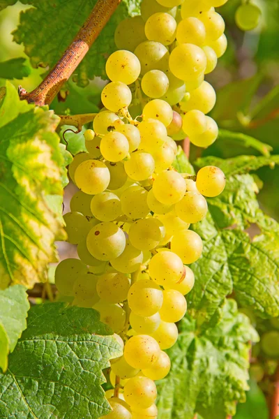 Lavaux régió közepén a szőlő termelési, Svájc — Stock Fotó