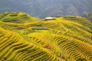 Longsheng Rice Terasları (Dragon 's Backbone) Çin' in Guilin şehrinden yaklaşık 100 km (62 mi) uzaklıkta, Longsheng County 'de bulunmaktadır.