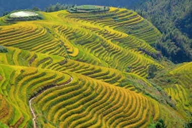 Longsheng Rice Terasları (Dragon 's Backbone) Çin' in Guilin şehrinden yaklaşık 100 km (62 mi) uzaklıkta, Longsheng County 'de bulunmaktadır.