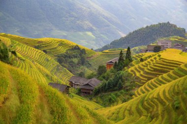 Longsheng Rice Terasları (Dragon 's Backbone) Çin' in Guilin şehrinden yaklaşık 100 km (62 mi) uzaklıkta, Longsheng County 'de bulunmaktadır.