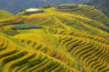 Longsheng Rice Terasları (Dragon 's Backbone) Çin' in Guilin şehrinden yaklaşık 100 km (62 mi) uzaklıkta, Longsheng County 'de bulunmaktadır.