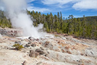 Norris gayzer havzası Yellowstone Ulusal Parkı, ABD