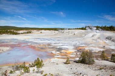 Norris gayzer havzası Yellowstone Ulusal Parkı, ABD