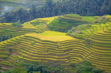 Longsheng Rice Terasları (Dragon 's Backbone) Çin' in Guilin şehrinden yaklaşık 100 km (62 mi) uzaklıkta, Longsheng County 'de bulunmaktadır.