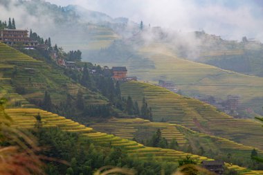 Longsheng Rice Terasları (Dragon 's Backbone) Çin' in Guilin şehrinden yaklaşık 100 km (62 mi) uzaklıkta, Longsheng County 'de bulunmaktadır.