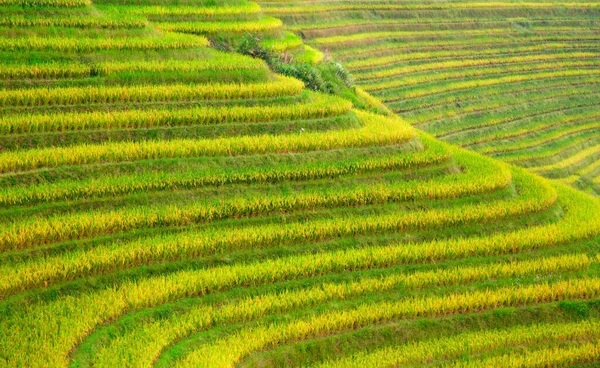 Longsheng Rice Terraces Dragon Backbone Also Known Longji Rice Terraces — Stock Photo, Image