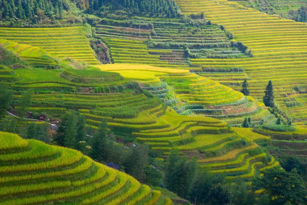 Longsheng Rice Terraces Dragon Backbone Also Known Longji Rice Terraces — Stock Photo, Image