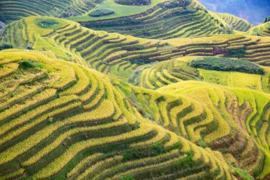 Longsheng Rice Terasları (Dragon 's Backbone) Çin' in Guilin şehrinden yaklaşık 100 km (62 mi) uzaklıkta, Longsheng County 'de bulunmaktadır.