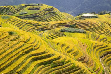 Longsheng Rice Terasları (Dragon 's Backbone) Çin' in Guilin şehrinden yaklaşık 100 km (62 mi) uzaklıkta, Longsheng County 'de bulunmaktadır.