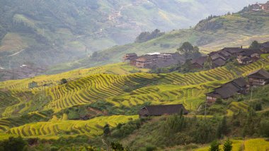 Longsheng Rice Terasları (Dragon 's Backbone) Çin' in Guilin şehrinden yaklaşık 100 km (62 mi) uzaklıkta, Longsheng County 'de bulunmaktadır.