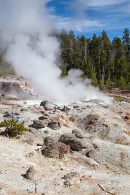 Norris gayzer havzası Yellowstone Ulusal Parkı, ABD