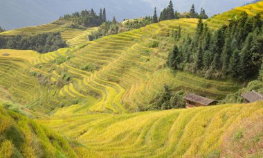 Longsheng Rice Terasları (Dragon 's Backbone) Çin' in Guilin şehrinden yaklaşık 100 km (62 mi) uzaklıkta, Longsheng County 'de bulunmaktadır.