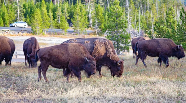 Bison Yellowstone National Park Wyoming Usa — Stock Photo, Image