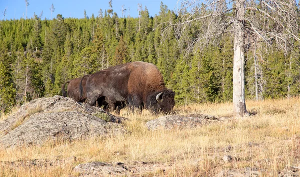 Bison Yellowstone National Park Wyoming Usa — Stock Photo, Image