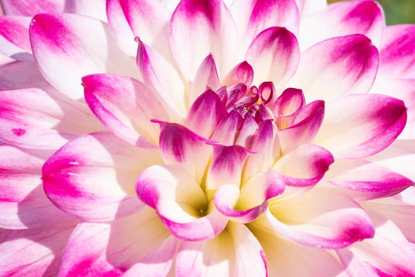 Färgglada Dahlia Blomma Med Morgon Dagg Droppar — Stockfoto