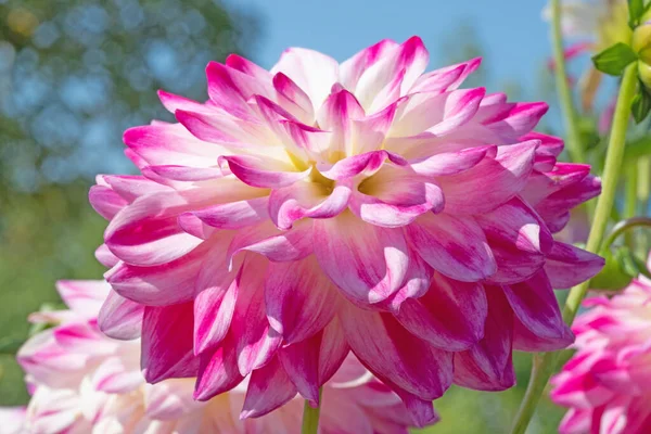 Barevný Dahlia Květ Ranní Kapky Rosy — Stock fotografie