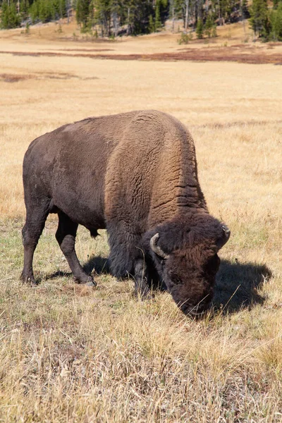 Bison Yellowstone National Park Wyoming Usa — Stock Photo, Image