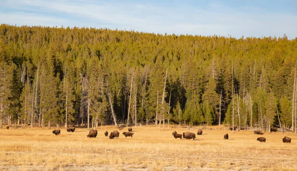 Bison Yellowstone National Park Wyoming Usa — Stock Photo, Image