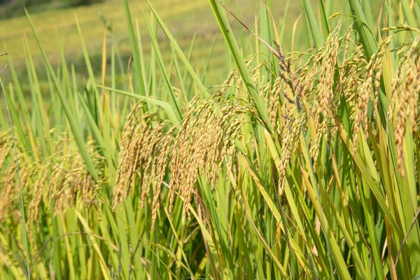 Las Terrazas Arroz Longsheng Dragon Backbone También Conocidas Como Terrazas —  Fotos de Stock