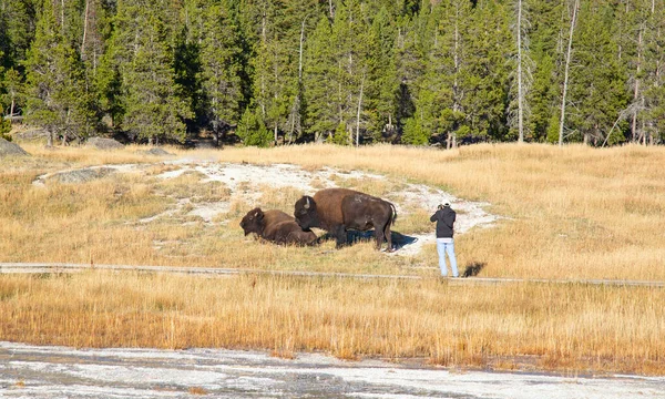 Bisonte Parque Nacional Yellowstone Wyoming —  Fotos de Stock