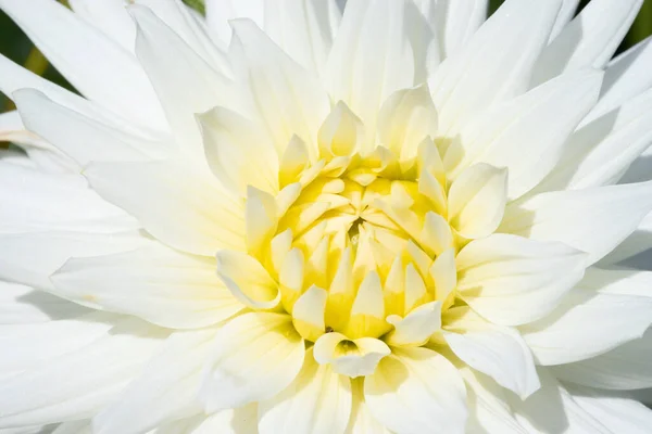 朝露滴とカラフルなダリアの花 — ストック写真