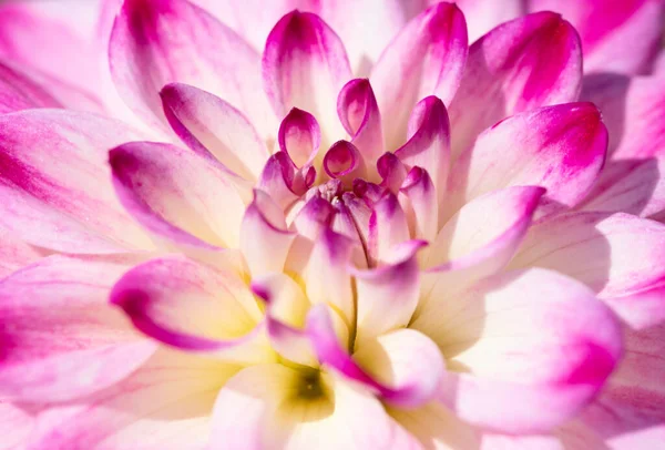 Flor Dália Colorida Com Gotas Orvalho Manhã — Fotografia de Stock