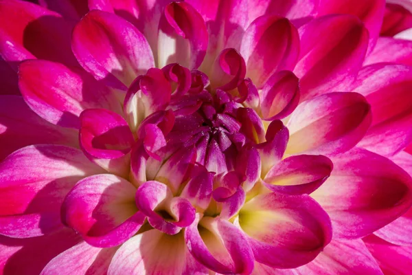 Barevný Dahlia Květ Ranní Kapky Rosy — Stock fotografie