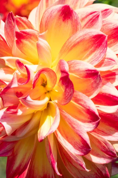 Färgglada Dahlia Blomma Med Morgon Dagg Droppar — Stockfoto
