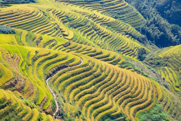 Longsheng Rice Terraces Dragon Backbone Ook Bekend Als Longji Rice — Stockfoto