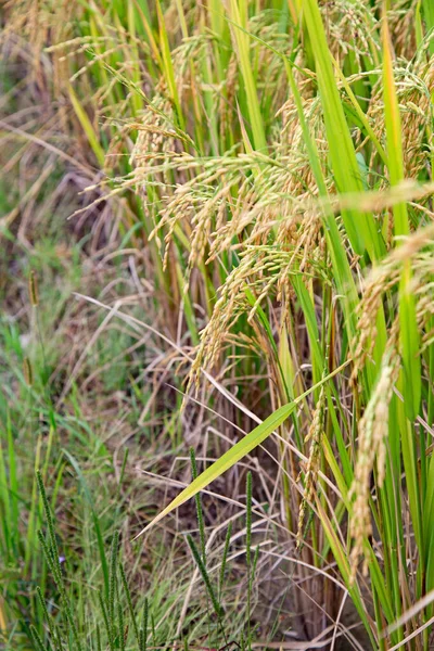 Las Terrazas Arroz Longsheng Dragon Backbone También Conocidas Como Terrazas —  Fotos de Stock