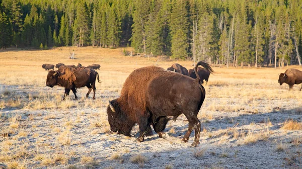 Bison Yellowstone National Park Wyoming Usa — Stock Photo, Image