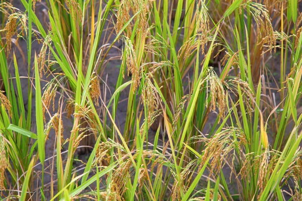 Las Terrazas Arroz Longsheng Dragon Backbone También Conocidas Como Terrazas —  Fotos de Stock