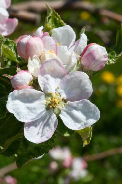 Baharda çiçek açan elma bahçesi