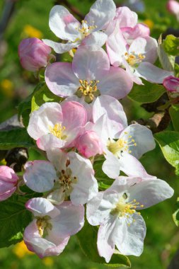 Baharda çiçek açan elma bahçesi